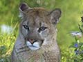 Mountain Lion Tracks and Sign Basics