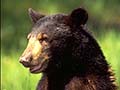 Black Bear Tracks and Sign Basics